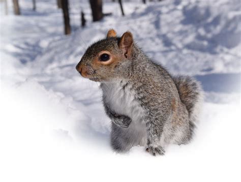 How to Act Like A Squirrel for Winter - Hillside Oil Heating + Cooling ...