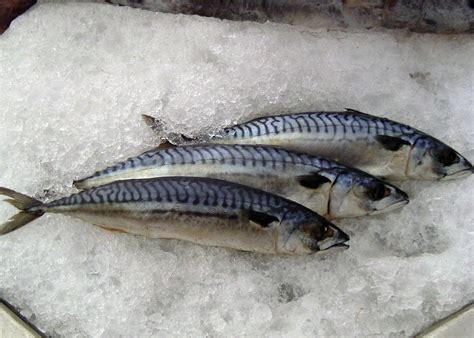 Mackerel Ice Fish Information Highlight - Mackerel Fish Frozen, Frozen Pacific Mackerel, Price ...