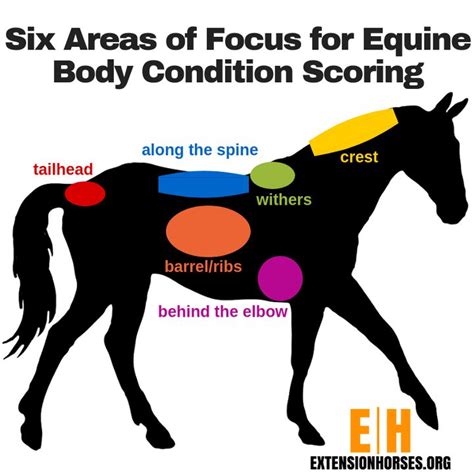 Your Horse’s Body Condition: Too Much, Too Little, or Just Right ...