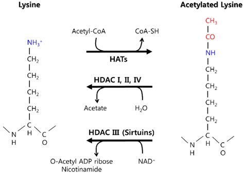 Histone acetylation and deacetylation. The enzymes involved in the ...