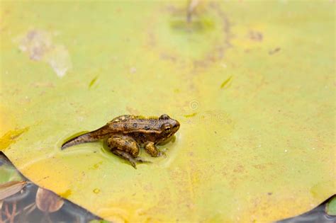 Frog Eggs Hatching Process 3 Stock Image - Image of indoors, amphibian ...