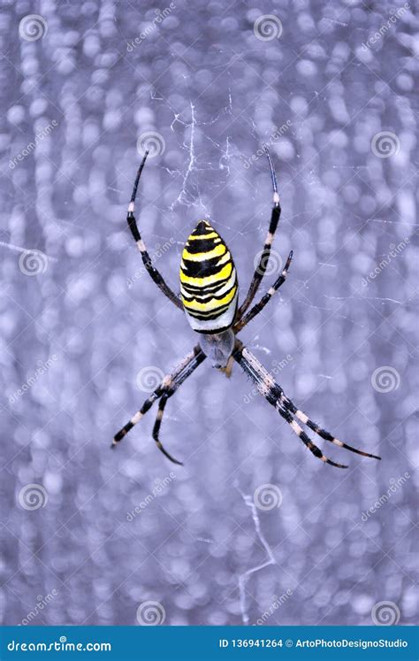 Argiope Bruennichi Wasp Spider Female in Web, Gray Blurry Background Stock Photo - Image of ...