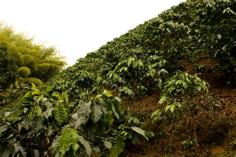 Coffee Fields Colombia Stock Photo - Download Image Now - iStock