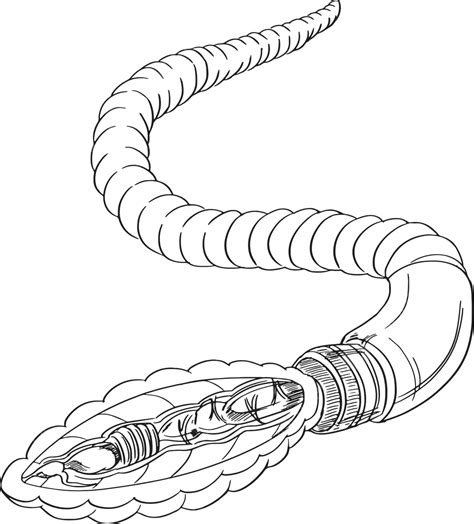 Earthworm Anatomy Outline Drawing Worm Invertebrate Vector, Drawing, Worm, Invertebrate PNG and ...