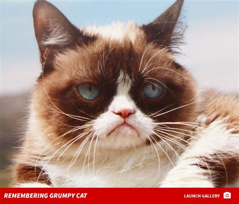 Grumpy Cat Dead at 7