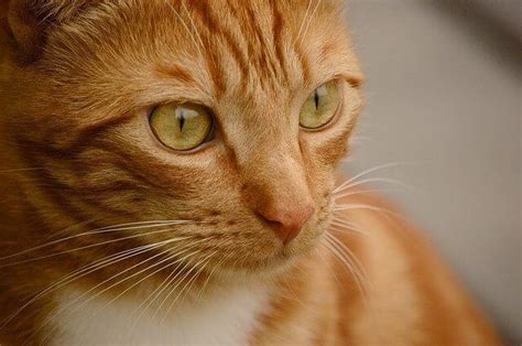 Orange Tabby Cats Facts, Personality And Genetics