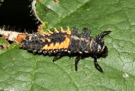 Harmonia axyridis (Multicolored Asian Lady Beetle) Larvae | Flickr