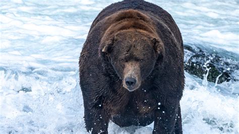 How to watch Alaska's fat bears | Popular Science