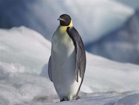 Antarctica. | Emperor penguin, Penguins, Animals