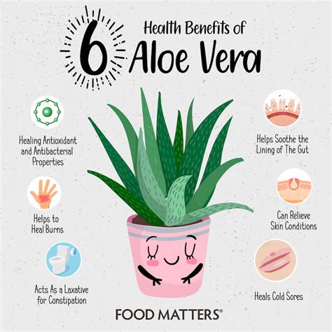 aloe vera - Google Search