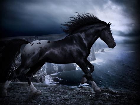 Black Arabian Horse Wallpapers - Top Free Black Arabian Horse ...