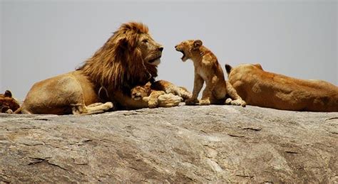 lion cub roar | My HD Animals