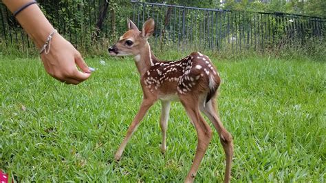 168 Cute and Funny Deer Names - Animal Hype