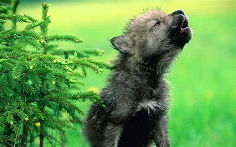 Baby Wolf Wallpapers - Wallpaper Cave