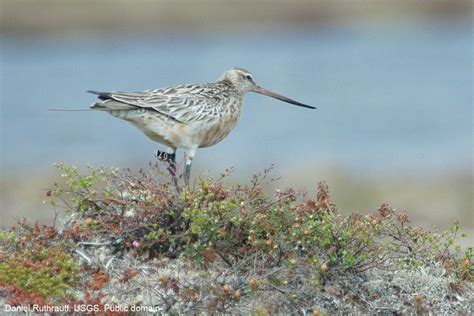 Bar-tailed Godwit of Alaska - Alaska.Guide