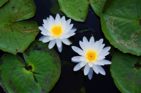 Growing Plant In Water