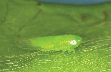 Egg parasitoids of the tea green leafhopper Empoasca onukii (Hemiptera, Cicadellidae) in Japan ...