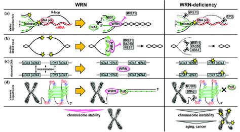 Roles of WRN helicase in DNA repair pathways. WRN helicase is involved... | Download Scientific ...