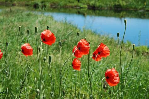 Red poppies in grass and landscape with ... | Stock image | Colourbox