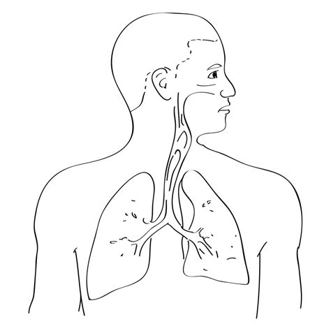 Sistema Respiratorio Humano Para Colorear Pdmrea | Porn Sex Picture