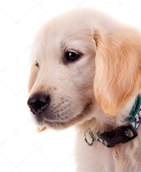 Sad little golden retriever puppy — Stock Photo © feedough #5589373