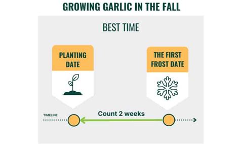 When to Plant Garlic in Virginia? Know the Best Time Here!