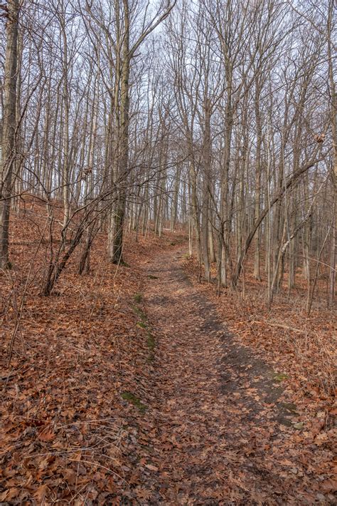 Vista Trail: Rouge Park | Miles Hearn