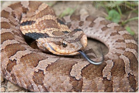 Eastern Hognose Snake (Heterodon platirhinos) | Hognose snake, Scary snakes, Pet snake