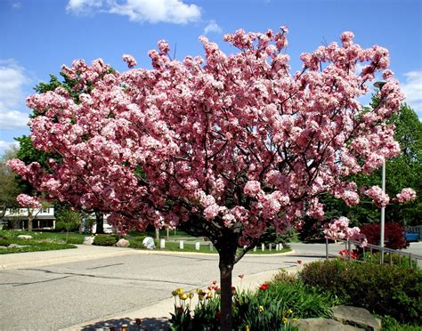 coralburst crabapple - Google Search | Tree Ideas | Pinterest | Flowering crabapple tree ...