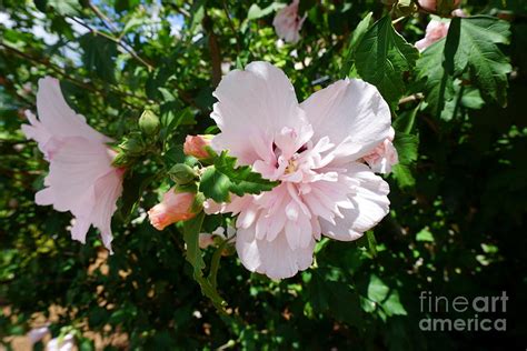 Pale Pink Gardenia Photograph by Kathryn Jinae