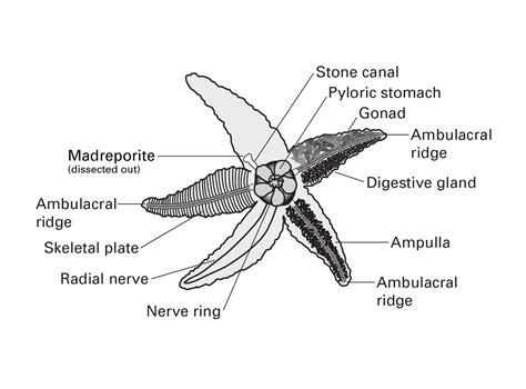 Flinn Digital Dissection Labs: Sea Star, 1-Year Access | Flinn Scientific