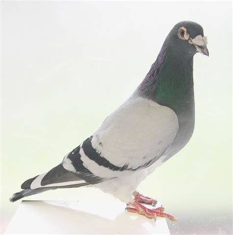 SnoKing Racing Pigeon Club Serv