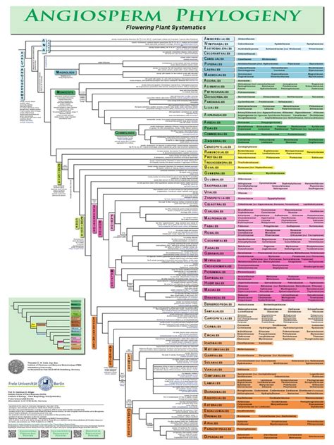 Angiosperm Phylogeny APG IV 2016 | Seed | Plant Morphology