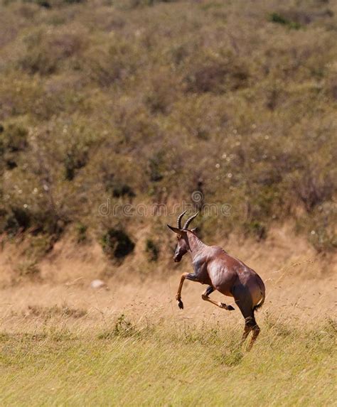 A jumping playful Topi Antelope. This Topi Antelope (Damaliscus ...