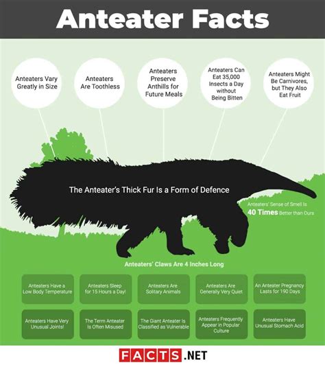 Anteater Facts: Behavior, Diet, Digestion & More - Turn Your Curiosity Into Discovery - Facts.net