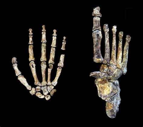 The hand and foot of Homo naledi