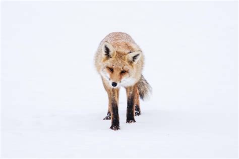 Premium Photo | Red fox in the snow