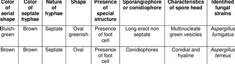 Morphological Characteristics and Identification of Fungi Isolated from... | Download Table