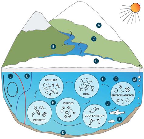 Sentinel responses of Arctic freshwater systems to climate: linkages, evidence, and a roadmap ...