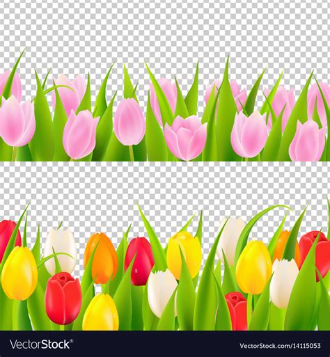Tulip border with transparent background Vector Image