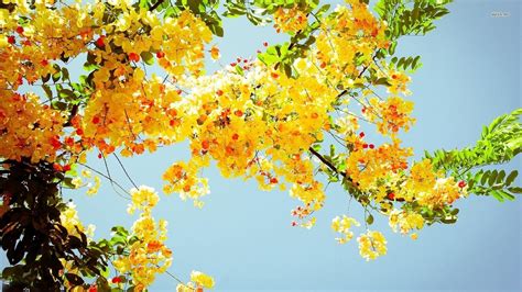 Flowering Tree, Yellow Blossoms | Carta da parati a tema estate, Carta ...