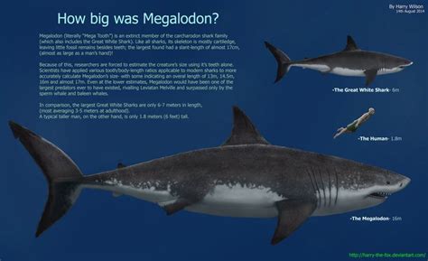 Megalodon Size Chart - Bing Images | Sharks | Pinterest | Image search ...