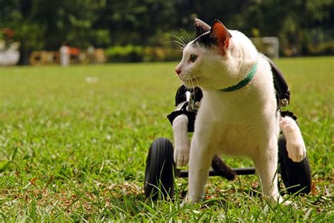 Paralysis in Cats - Signs, Causes, Diagnosis, Treatment, Recovery ...