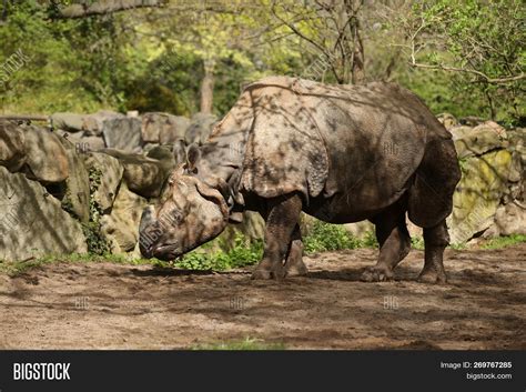 Indian Rhinoceros Image & Photo (Free Trial) | Bigstock