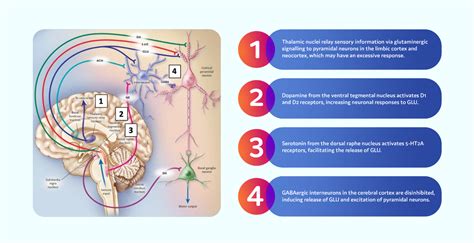 Fundamentals of Schizophrenia | NP Psych Navigator