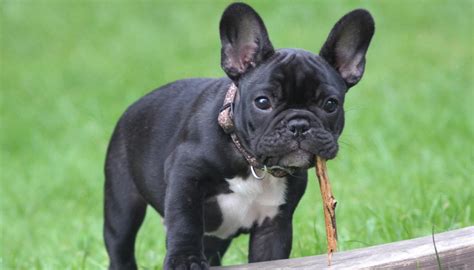 Bouledogue Francese: origini, prezzo, caratteristiche e allevamenti ...