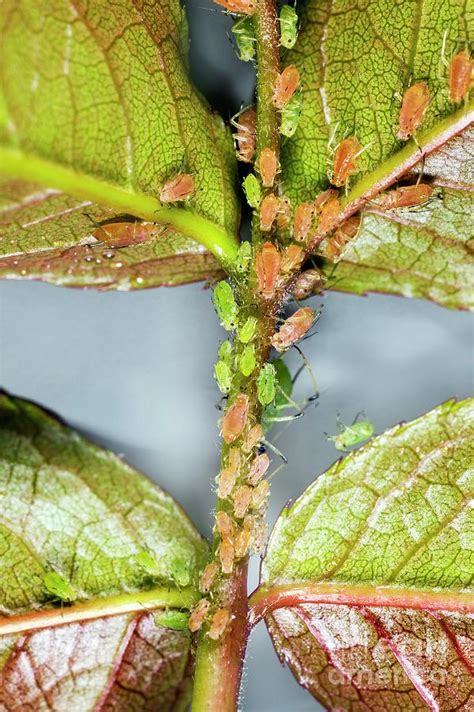 Rose Aphids Photograph by Dr Keith Wheeler/science Photo Library