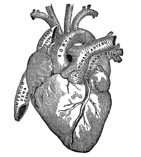 9 Anatomical Heart Drawings! - The Graphics Fairy