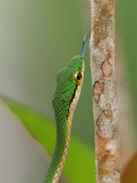 Parrot Snake | Parrot Snake - Leptophis ahaetulla - Бежука C… | Flickr