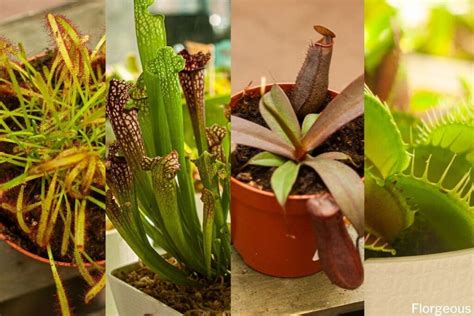 12 Creepy-Crawly Types of Carnivorous Plants to Grow | Florgeous